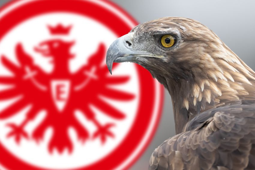 SGE-Adler muss zu Hause bleiben - Eintracht-Maskottchen Attila